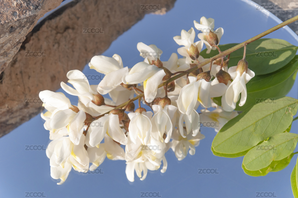 五月槐花（主預(yù)覽-4566582） - 未分類 - 站酷設(shè)計(jì)師混攝繪的大飛原創(chuàng)素材 - 站酷ZCOOL