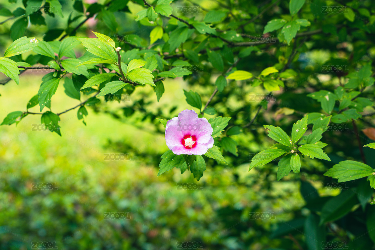 陽(yáng)光下花園里盛開的木槿花（主預(yù)覽-797292） - 未分類 - 站酷設(shè)計(jì)師曇華碎影原創(chuàng)素材 - 站酷ZCOOL