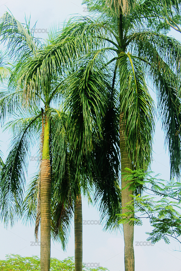 戶外一片熱帶綠色的王棕樹(shù)（主預(yù)覽-2964425） - 未分類 - 站酷設(shè)計(jì)師WUWUDEFENSI原創(chuàng)素材 - 站酷ZCOOL