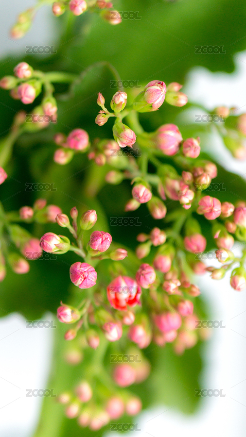 鮮花（主預(yù)覽-134599） - 未分類 - 站酷設(shè)計(jì)師M7啊M7原創(chuàng)素材 - 站酷ZCOOL