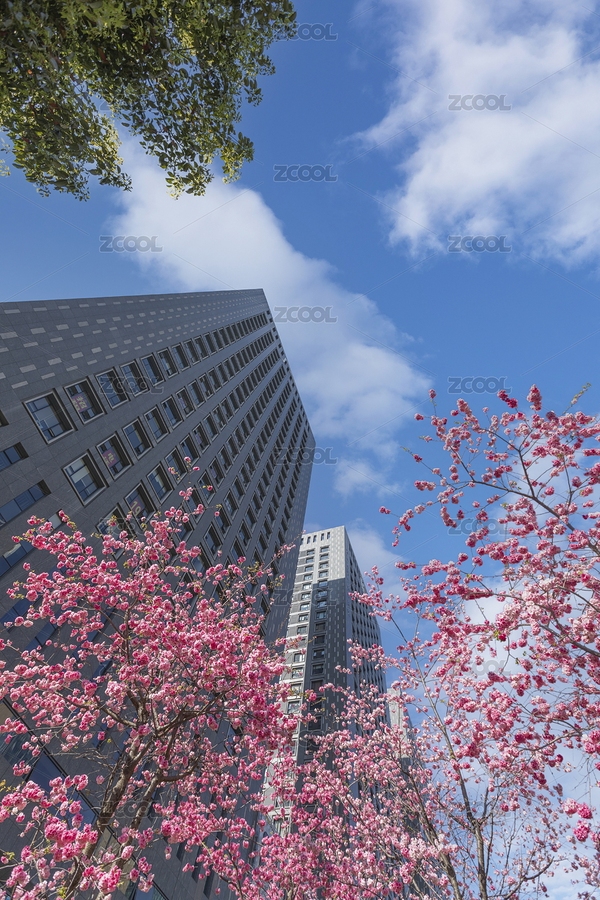 云南昆明櫻花高層建筑城市景觀（主預(yù)覽-9058714） - 未分類 - 站酷設(shè)計(jì)師綠色原野原創(chuàng)素材 - 站酷ZCOOL