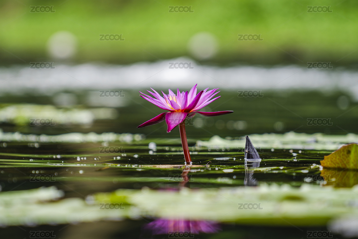 盛開(kāi)的印度紅睡蓮（主預(yù)覽-4286086） - 未分類 - 站酷設(shè)計(jì)師caoyuan73原創(chuàng)素材 - 站酷ZCOOL