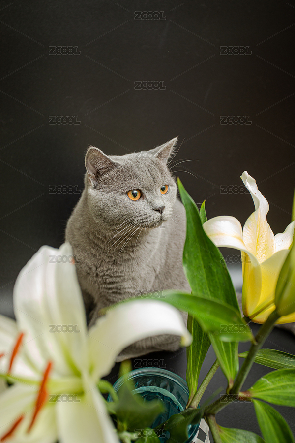 黑色背景下的英短蓝猫在和百合花玩耍（主预览-7153708） - 未分类 - 站酷设计师摄影老马原创素材 - 站酷ZCOOL