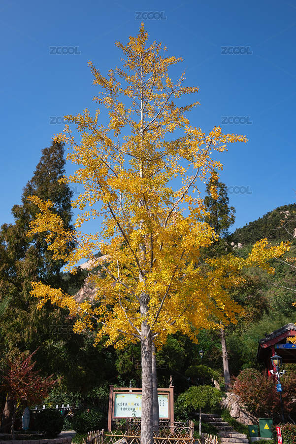 青島竹子庵公園金黃的銀杏葉（主預(yù)覽-7883918） - 未分類 - 站酷設(shè)計(jì)師海面上的星空原創(chuàng)素材 - 站酷ZCOOL