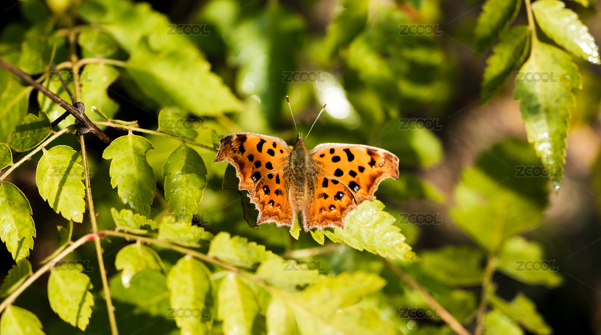 一只虎斑蝶棲息在樹葉上（主預(yù)覽-4399168） - 未分類 - 站酷設(shè)計師天生好手山丘原創(chuàng)素材 - 站酷ZCOOL