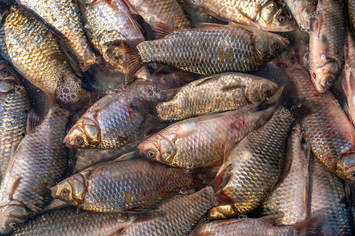 清水中淡水鱼类丰富（主预览-3258203） - 未分类 - 站酷设计师feichangbaoquan原创素材 - 站酷ZCOOL
