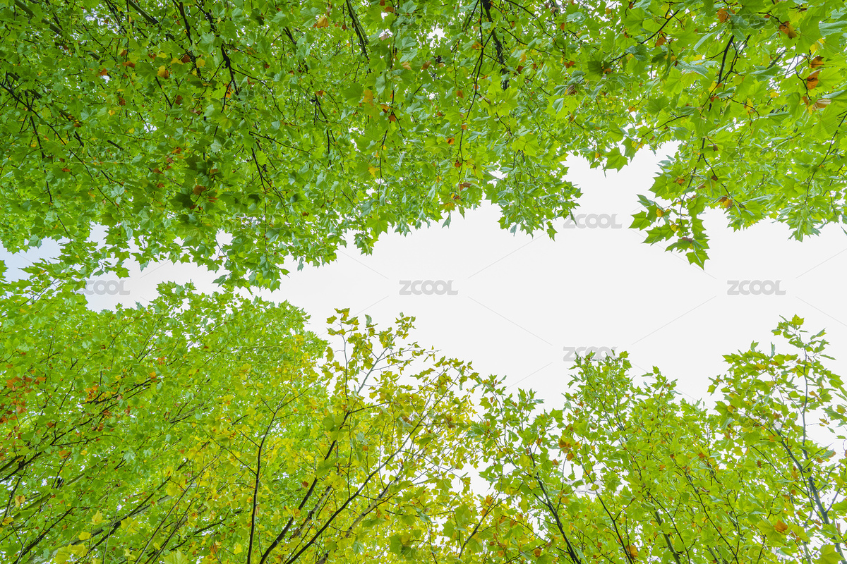 仰拍秋葉天空（主預(yù)覽-12691442） - 未分類 - 站酷設(shè)計(jì)師北國小饅頭原創(chuàng)素材 - 站酷ZCOOL