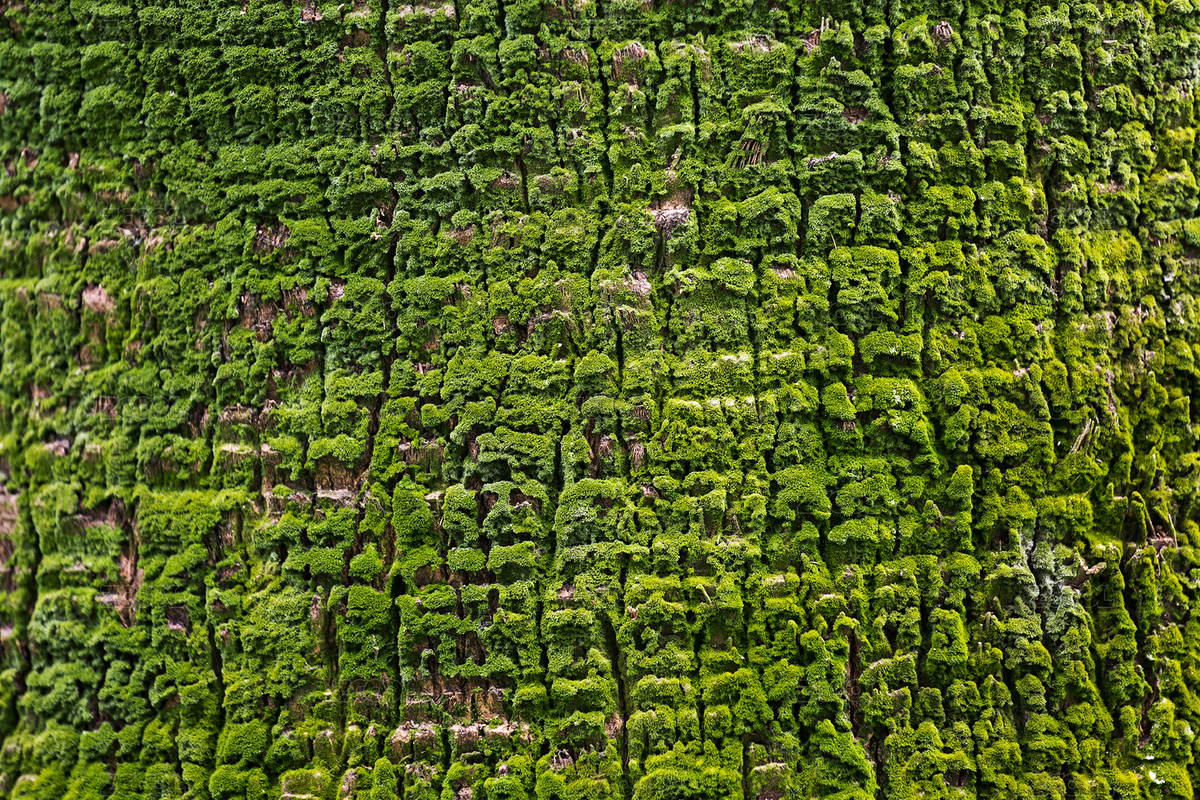 長(zhǎng)滿青苔的大王椰子樹(shù)樹(shù)皮（主預(yù)覽-6233411） - 未分類 - 站酷設(shè)計(jì)師Candy_GG原創(chuàng)素材 - 站酷ZCOOL