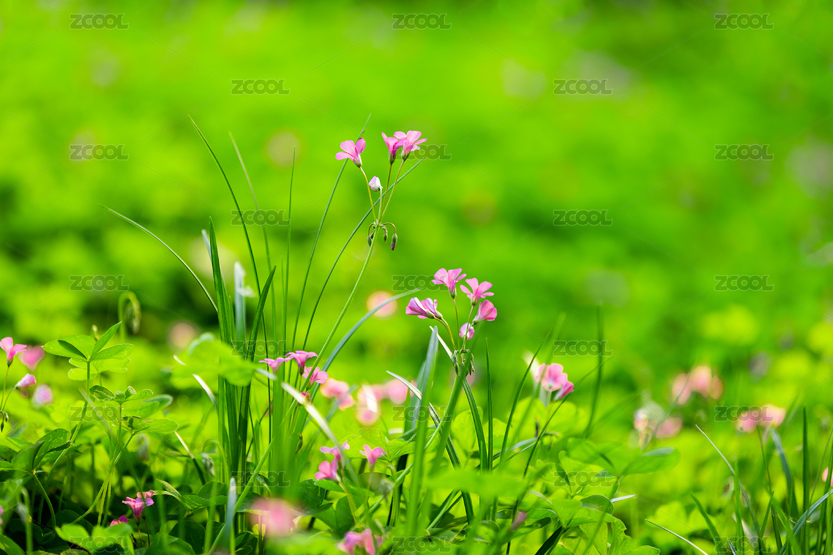 幸运草开花（主预览-7305850） - 未分类 - 站酷设计师乐图影视原创素材 - 站酷ZCOOL