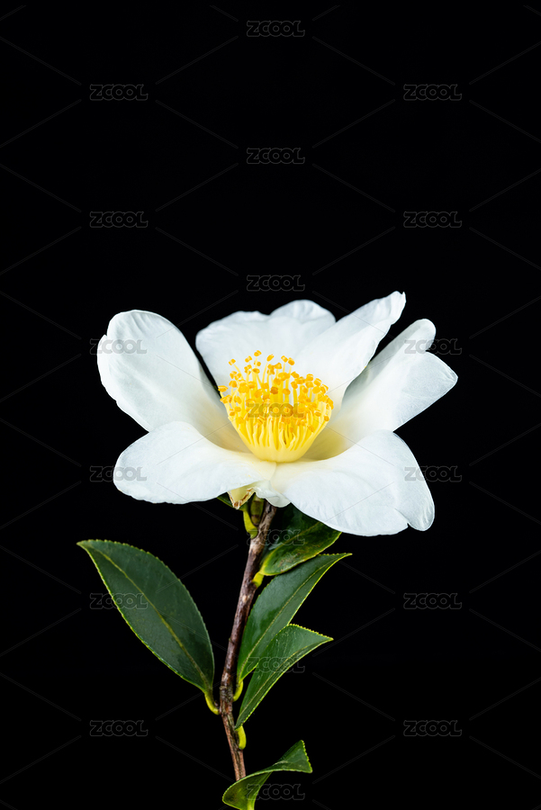 白色油茶花（主預(yù)覽-2199566） - 未分類 - 站酷設(shè)計師風(fēng)暴麗麗原創(chuàng)素材 - 站酷ZCOOL