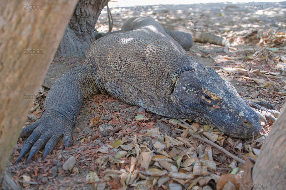 印尼科莫多国家公园野生科莫多巨蜥动物（主预览-8874373） - 未分类 - 站酷设计师陈小羊Timeline原创素材 - 站酷ZCOOL