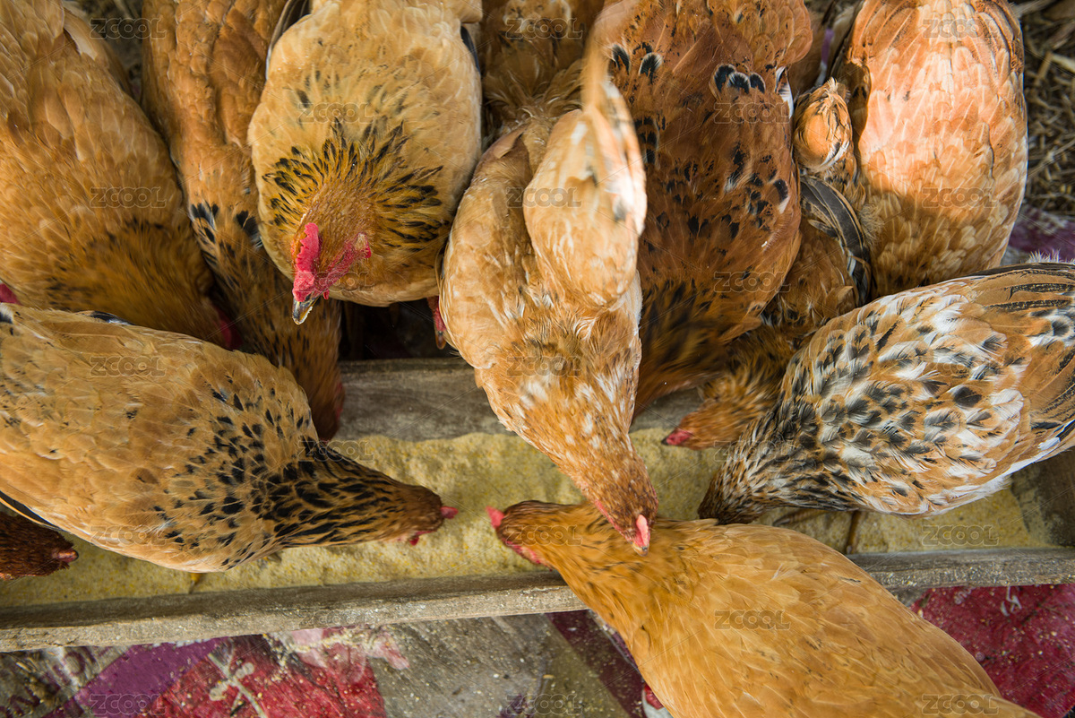 正在吃食的散养鸡（主预览-5910765） - 未分类 - 站酷设计师平和的总是美好的原创素材 - 站酷ZCOOL