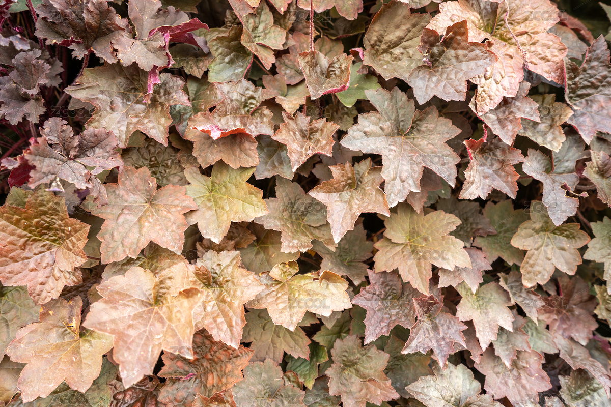 一面葉子組成的裝飾墻（主預(yù)覽-4737819） - 未分類 - 站酷設(shè)計(jì)師凱奇MAX原創(chuàng)素材 - 站酷ZCOOL