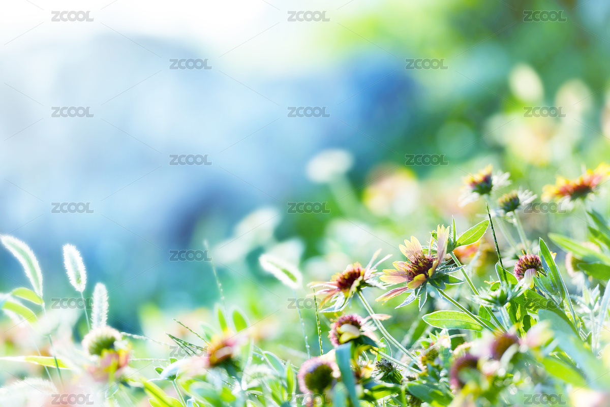 花（主預(yù)覽-2284895） - 未分類 - 站酷設(shè)計師建筑攝影師王曜華原創(chuàng)素材 - 站酷ZCOOL