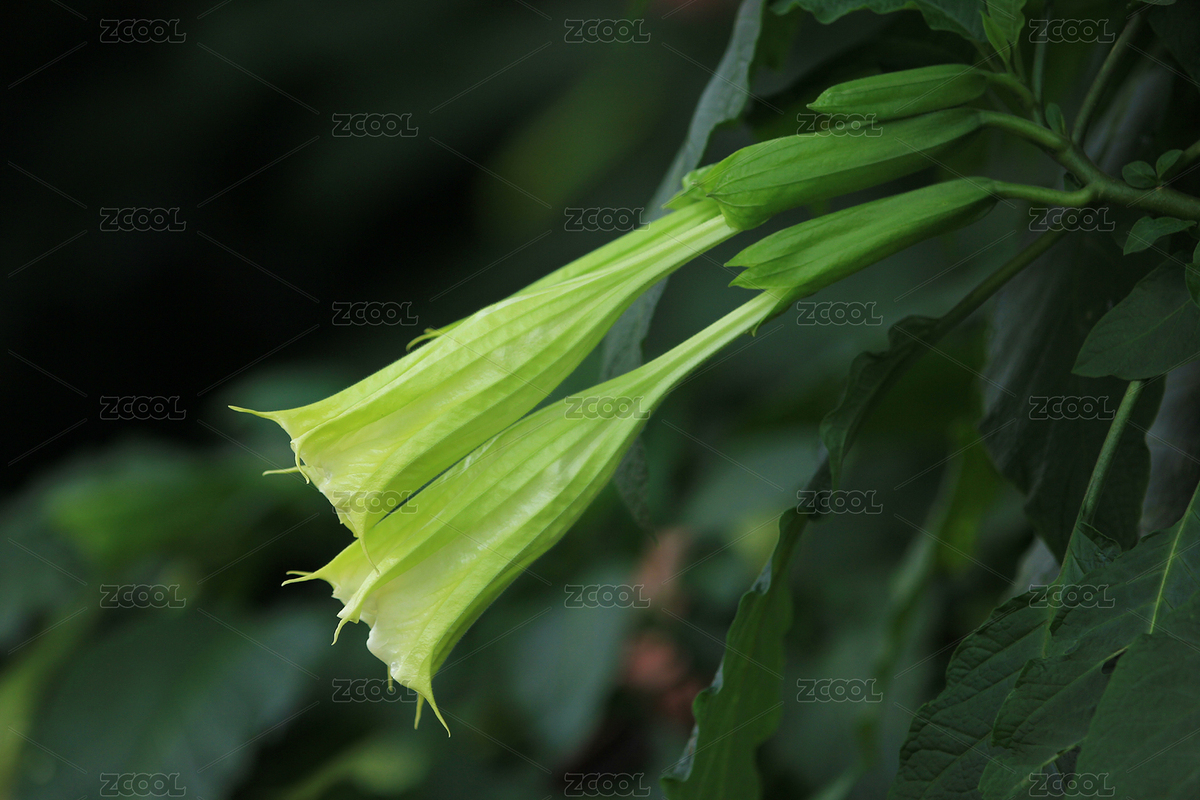 曼陀罗花特写（主预览-7601951） - 未分类 - 站酷设计师微捕手原创素材 - 站酷ZCOOL