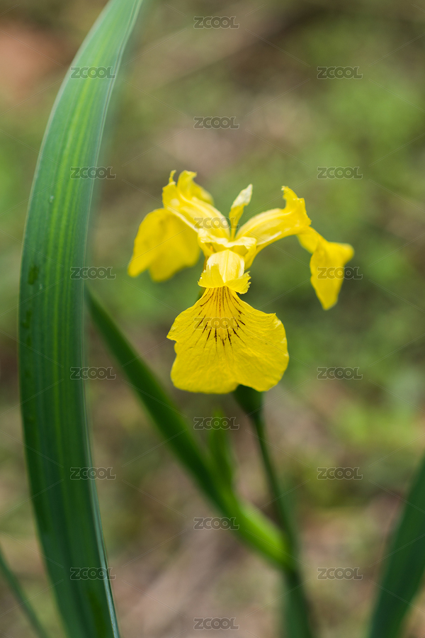 黄菖蒲特写黄色花朵（主预览-7421624） - 未分类 - 站酷设计师文朴先生原创素材 - 站酷ZCOOL