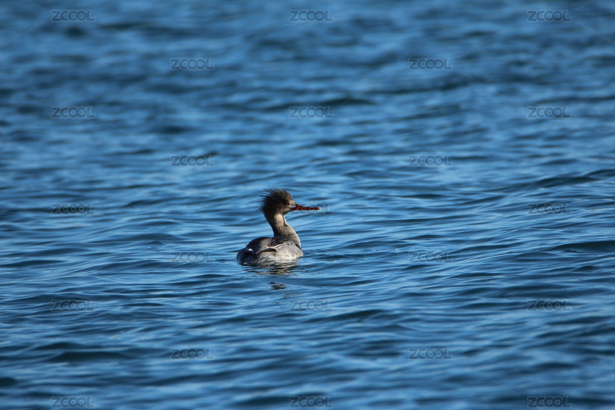 絲綢般的藍色大海上一只發(fā)型超酷的秋沙鴨（主預覽-9189751） - 未分類 - 站酷設計師LW4NiS1yPO原創(chuàng)素材 - 站酷ZCOOL
