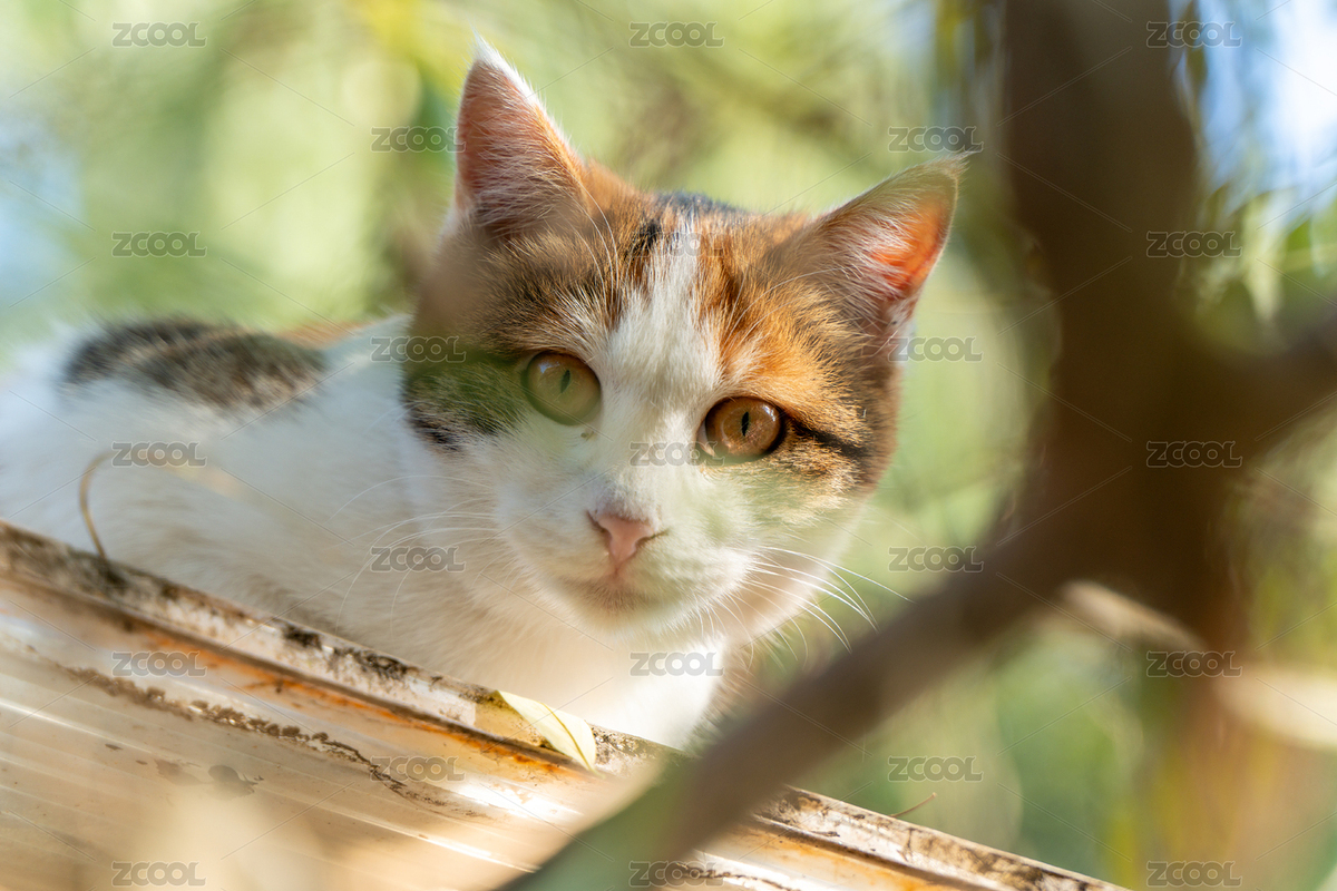 戶外三色貓慵懶趴臥的可愛模樣（主預(yù)覽-9213422） - 未分類 - 站酷設(shè)計師文樸先生原創(chuàng)素材 - 站酷ZCOOL