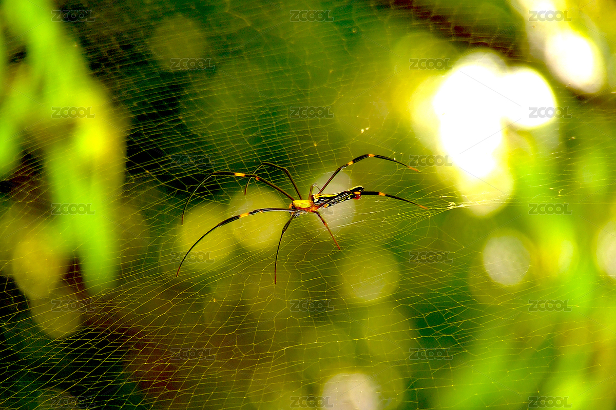 一只在狩猎的棒络新妇蜘蛛（主预览-5232305） - 未分类 - 站酷设计师羊圈有青草原创素材 - 站酷ZCOOL