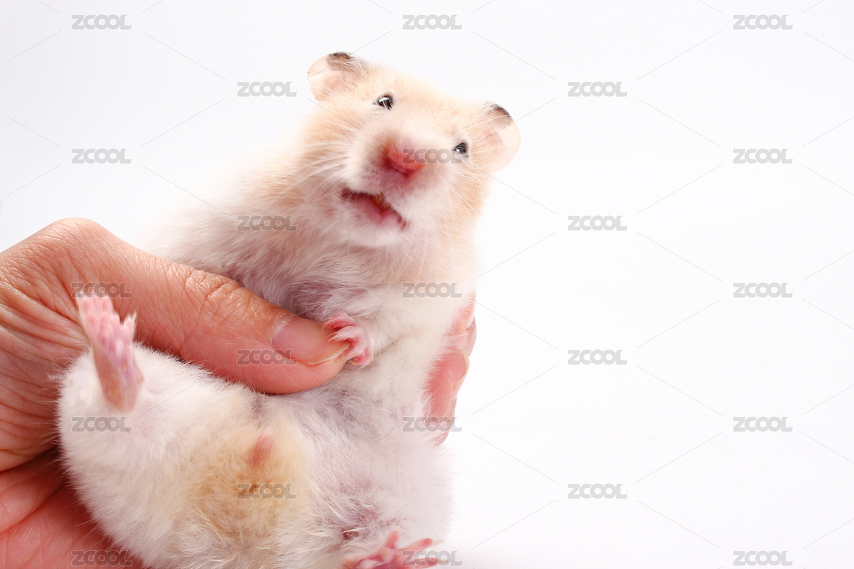 手抓起一只倉鼠（主預覽-8809830） - 未分類 - 站酷設計師bangzhu009原創(chuàng)素材 - 站酷ZCOOL