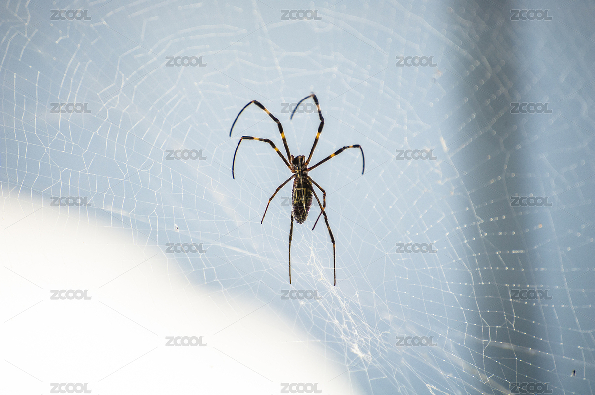 守株待兔的蜘蛛（主預(yù)覽-6997161） - 未分類 - 站酷設(shè)計師PeterMM原創(chuàng)素材 - 站酷ZCOOL