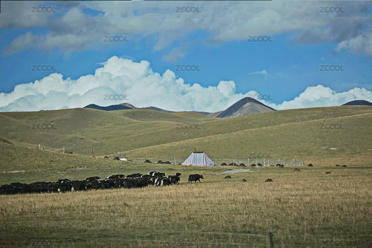 大草原上的牛群（主預(yù)覽-9503687） - 未分類 - 站酷設(shè)計師長腿先生原創(chuàng)素材 - 站酷ZCOOL