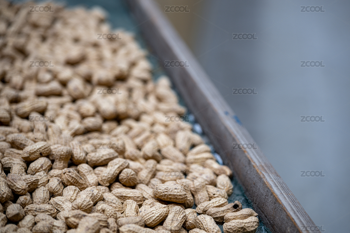 新鲜花生在传送带上（主预览-11500479） - 未分类 - 站酷设计师Z26922598原创素材 - 站酷ZCOOL