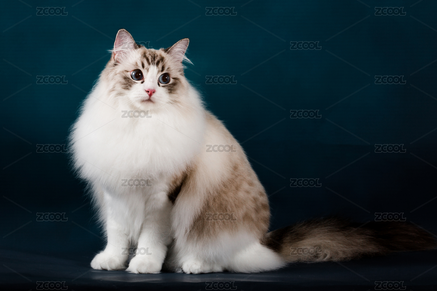 猫