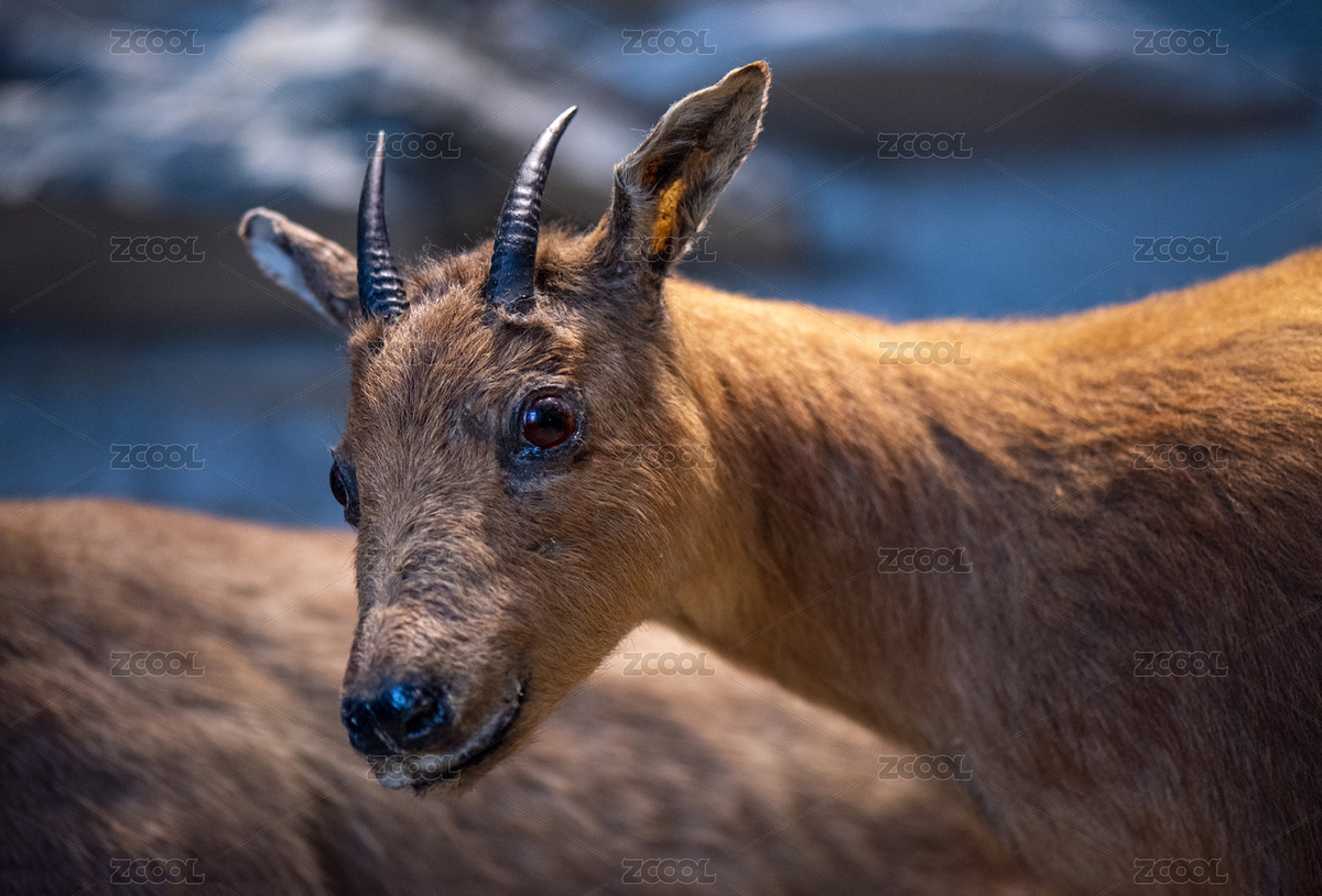 上海自然博物館的山羊標(biāo)本特寫(xiě)（主預(yù)覽-5615640） - 未分類(lèi) - 站酷設(shè)計(jì)師字游哉原創(chuàng)素材 - 站酷ZCOOL