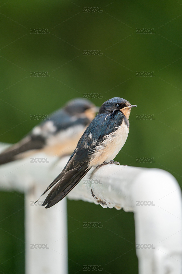 公園欄桿上的家燕特寫（主預(yù)覽-11084964） - 未分類 - 站酷設(shè)計(jì)師知北游啊原創(chuàng)素材 - 站酷ZCOOL