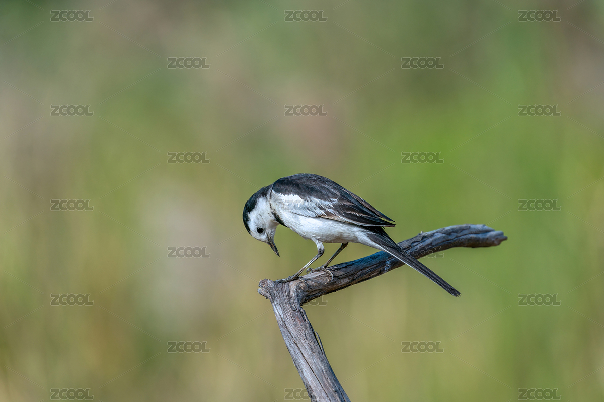 白鹡鸰鳥站立在樹樁上伺機(jī)捕食路過的飛蟲（主預(yù)覽-9018056） - 未分類 - 站酷設(shè)計(jì)師sunny0756原創(chuàng)素材 - 站酷ZCOOL