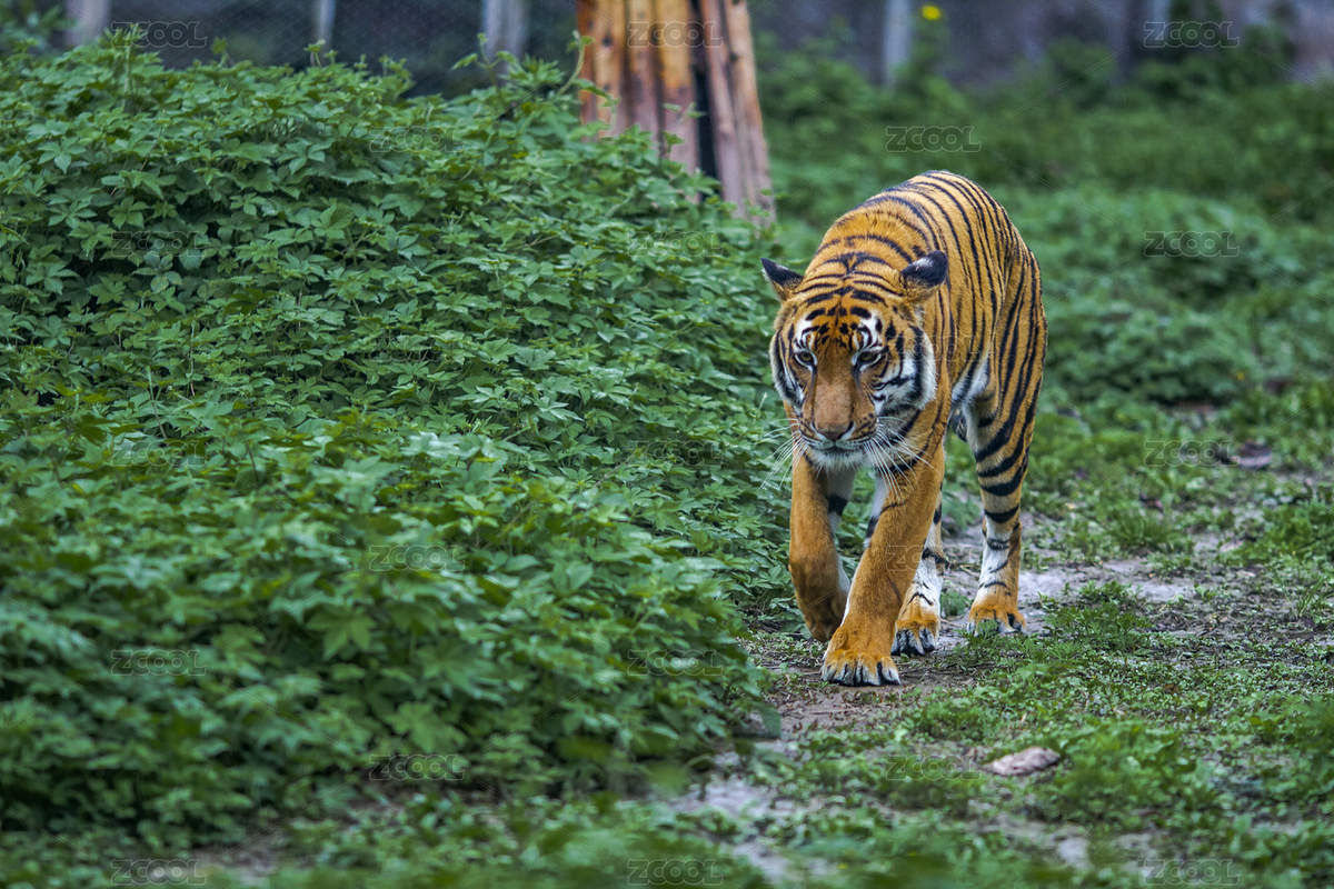 一头凶猛的华南虎（主预览-8200939） - 未分类 - 站酷设计师jeeplu原创素材 - 站酷ZCOOL