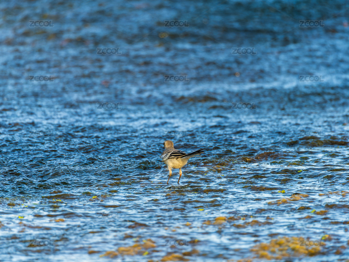 水邊覓食的白鹡鸰（主預(yù)覽-12685630） - 未分類(lèi) - 站酷設(shè)計(jì)師核桃蘇本蘇原創(chuàng)素材 - 站酷ZCOOL