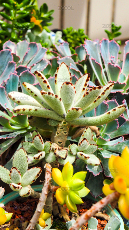 健康美麗的多肉植物黑兔耳（主預(yù)覽-9021961） - 未分類 - 站酷設(shè)計師lousest原創(chuàng)素材 - 站酷ZCOOL