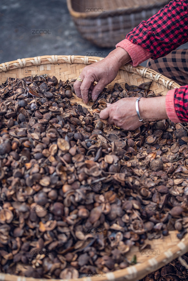 農(nóng)民在剝油茶籽（主預(yù)覽-8100995） - 未分類 - 站酷設(shè)計師風(fēng)暴麗麗原創(chuàng)素材 - 站酷ZCOOL