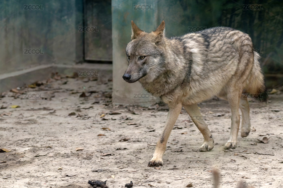 兇殘的大灰狼（主預覽-7471248） - 未分類 - 站酷設計師金翅大鵬原創(chuàng)素材 - 站酷ZCOOL