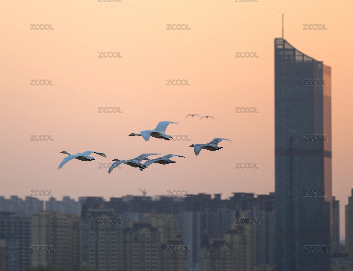 河南三门峡：大批大天鹅飞抵黄河湿地栖息越（主预览-9013892） - 未分类 - 站酷设计师AD90jCvsOr原创素材 - 站酷ZCOOL