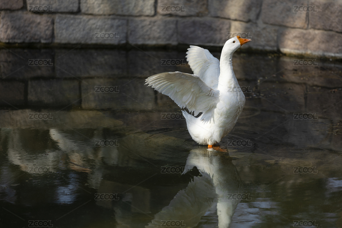 公園水中的白鵝（主預覽-9539745） - 未分類 - 站酷設計師極逸原創(chuàng)素材 - 站酷ZCOOL