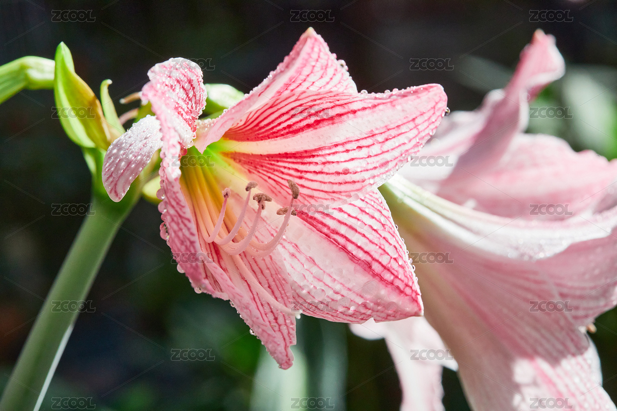 陽光下花園里的粉色花朵朱頂紅（主預覽-3620802） - 未分類 - 站酷設(shè)計師余偉攝影師原創(chuàng)素材 - 站酷ZCOOL
