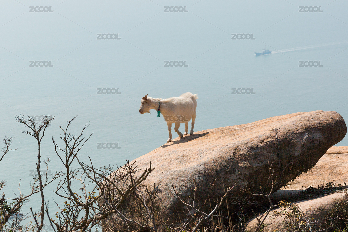 山羊（主預(yù)覽-8253288） - 未分類 - 站酷設(shè)計(jì)師何美洛思原創(chuàng)素材 - 站酷ZCOOL