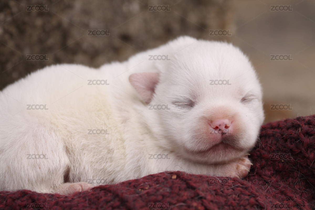 家庭豢養(yǎng)護(hù)院白色母乳小型犬京巴寵物狗（主預(yù)覽-9112116） - 未分類 - 站酷設(shè)計(jì)師贊贊尼原創(chuàng)素材 - 站酷ZCOOL