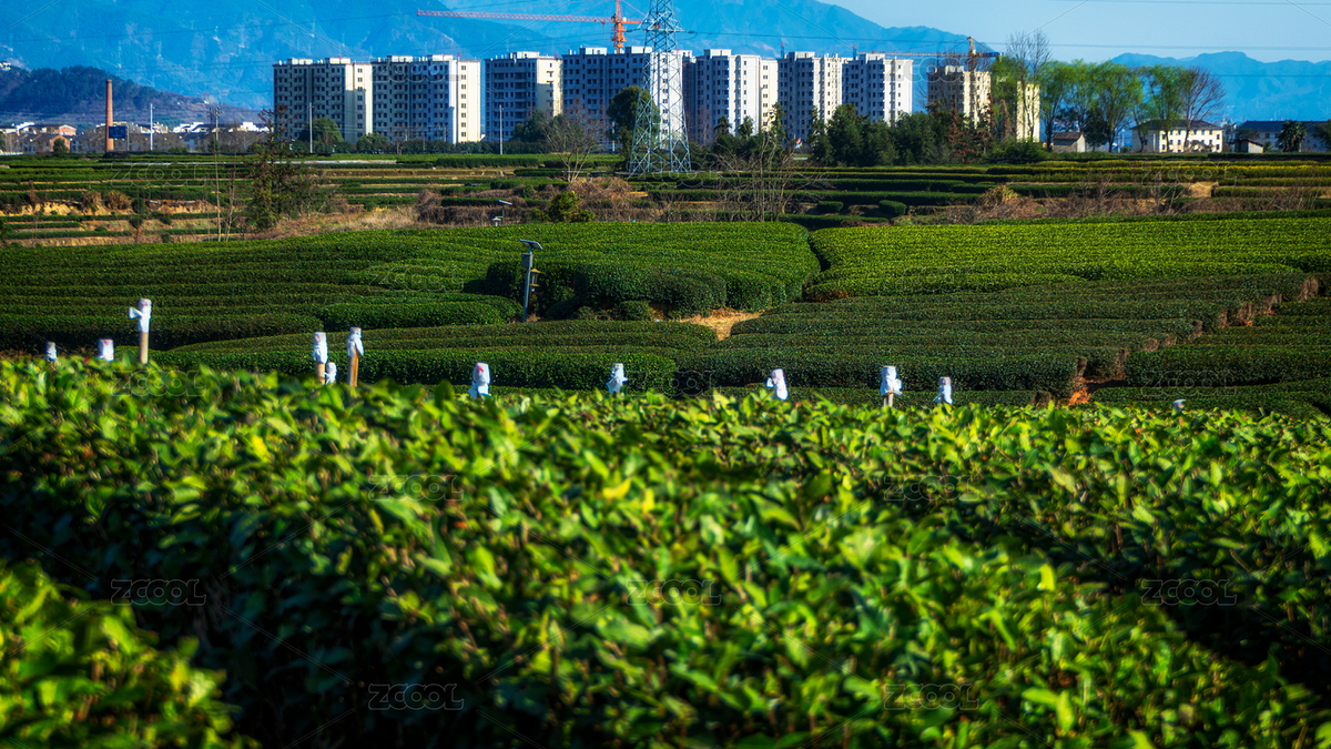 中國(guó)浙江麗水松陽(yáng)大木山茶園景區(qū)（主預(yù)覽-6754878） - 未分類 - 站酷設(shè)計(jì)師葉瑞鵬原創(chuàng)素材 - 站酷ZCOOL