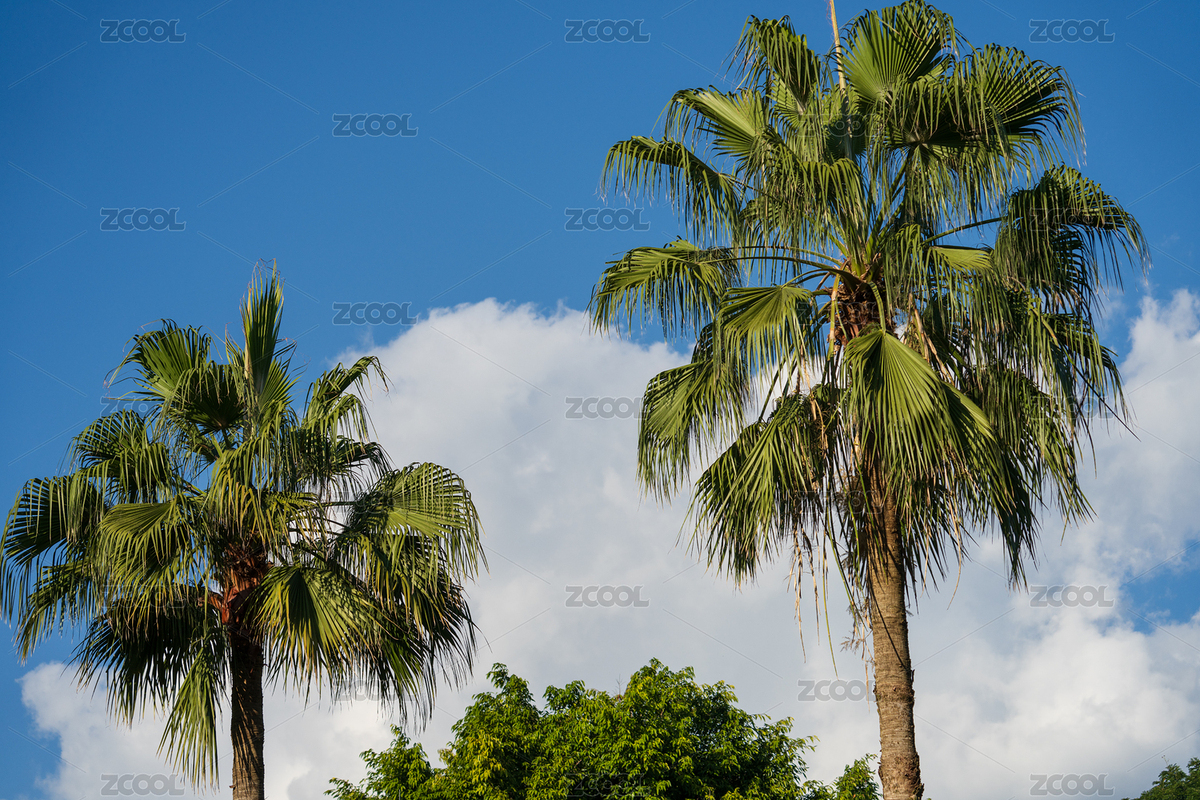 藍(lán)天白云下的兩棵棕櫚樹（主預(yù)覽-12575808） - 未分類 - 站酷設(shè)計(jì)師Fez4mwH73A原創(chuàng)素材 - 站酷ZCOOL