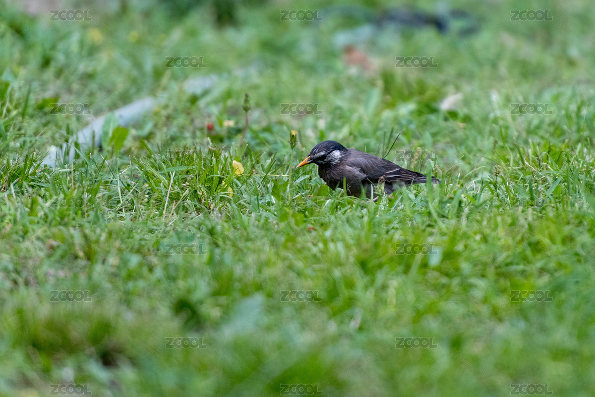 野生鳥類灰椋鳥（主預覽-7027403） - 未分類 - 站酷設計師老杰子原創(chuàng)素材 - 站酷ZCOOL