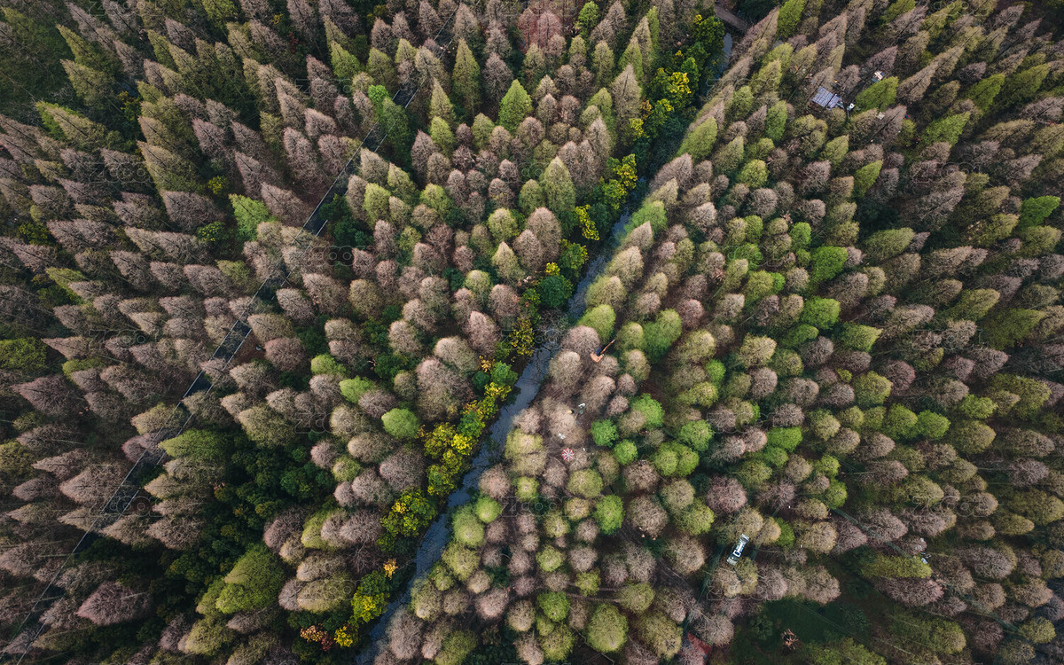 崇明东平森林公园春季森林（主预览-541824） - 未分类 - 站酷设计师VistaWei原创素材 - 站酷ZCOOL