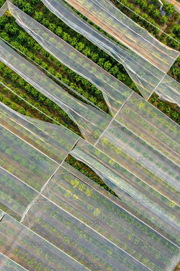 中國(guó)廣東肇慶四會(huì)砂糖橘種植基地（主預(yù)覽-5927218） - 未分類 - 站酷設(shè)計(jì)師zxl2046原創(chuàng)素材 - 站酷ZCOOL