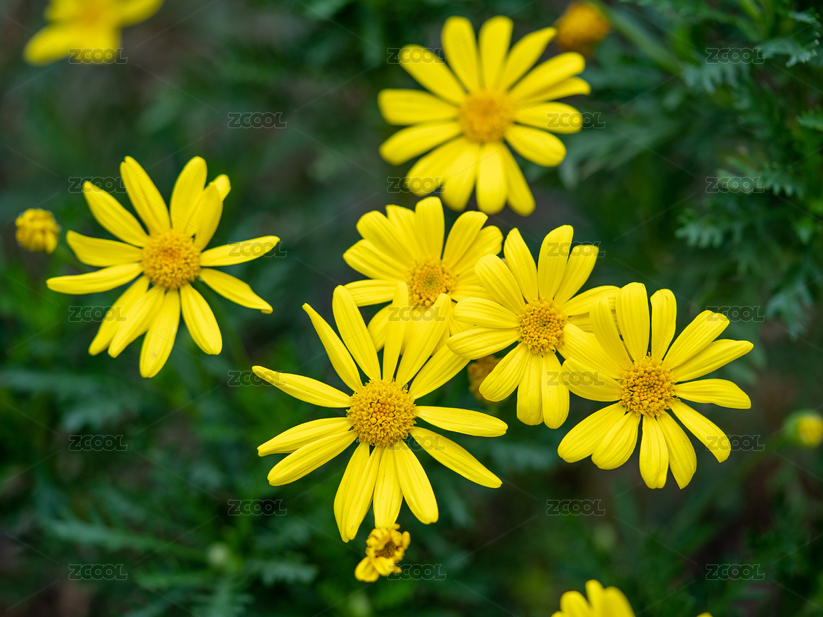 黃金菊花朵特寫（主預(yù)覽-8449425） - 未分類 - 站酷設(shè)計師攝影師慢速航班原創(chuàng)素材 - 站酷ZCOOL