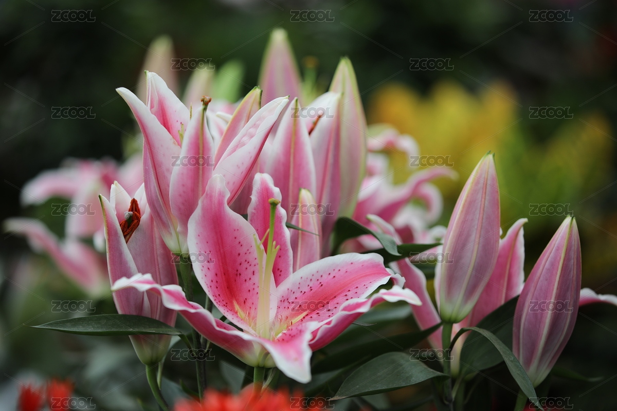 百合花（主预览-2780326） - 未分类 - 站酷设计师图瑞1976原创素材 - 站酷ZCOOL