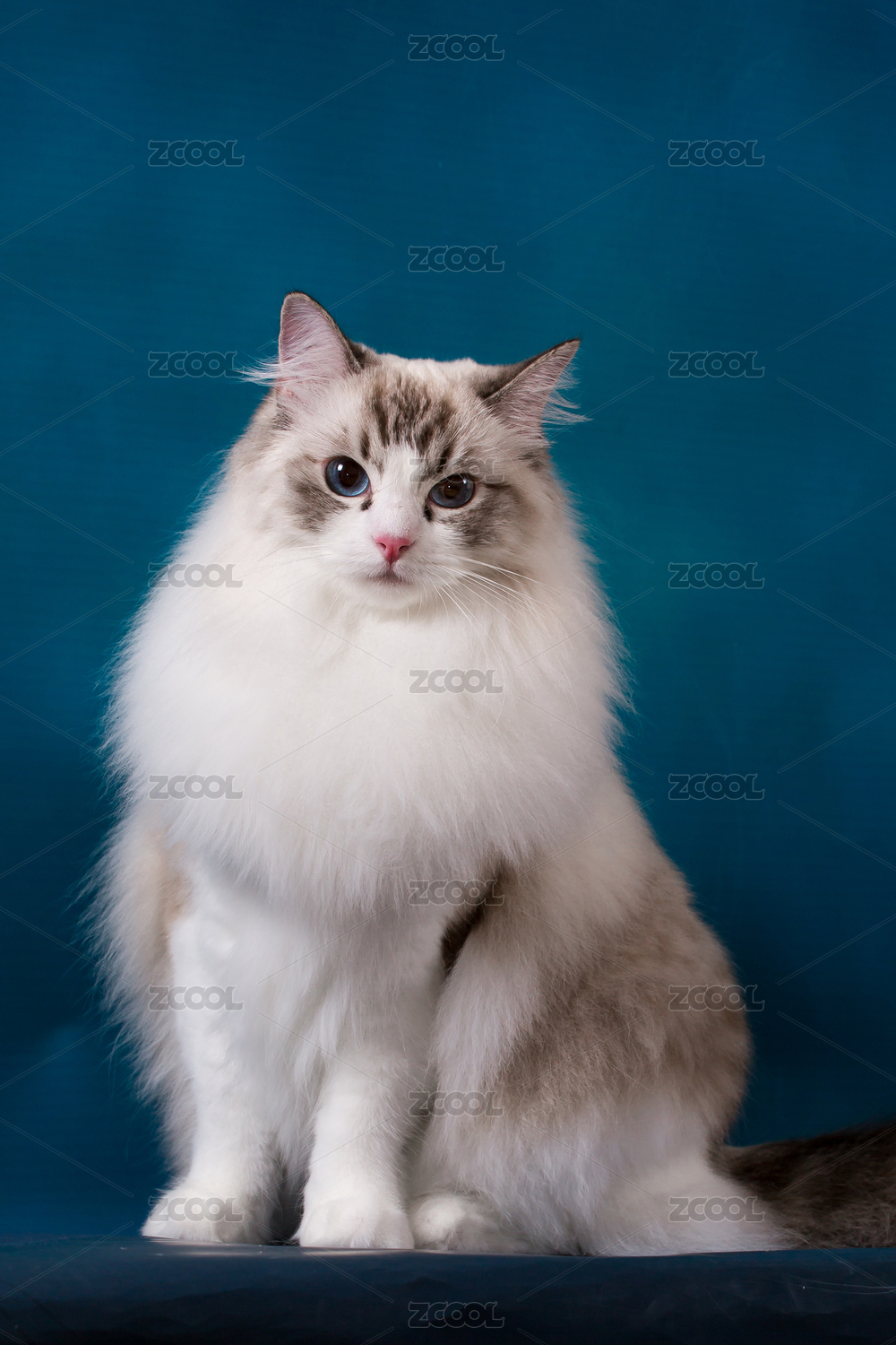 猫