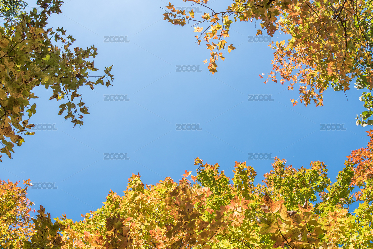 葉子（主預覽-4318087） - 未分類 - 站酷設(shè)計師kongxiangmin原創(chuàng)素材 - 站酷ZCOOL